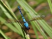 J19_2942 Diphlebia nymphoides male